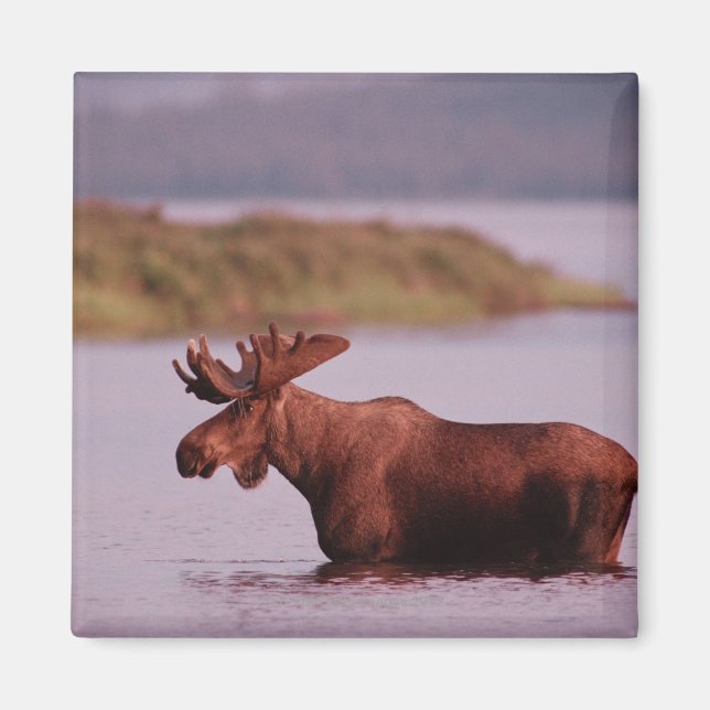 Moose in Lake Magnet (Front)