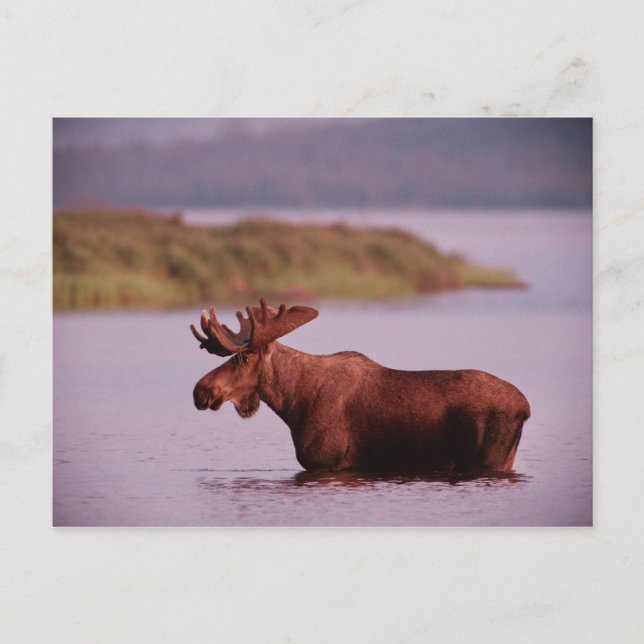 Moose in Lake Postcard (Front)