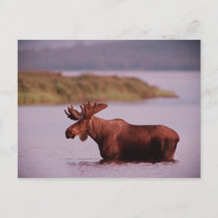 Moose in Lake Postcard
