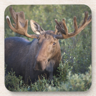 Moose in Velvet Coaster Set