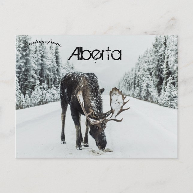 Moose In Winter In Jasper Alberta Canada Postcard (Front)