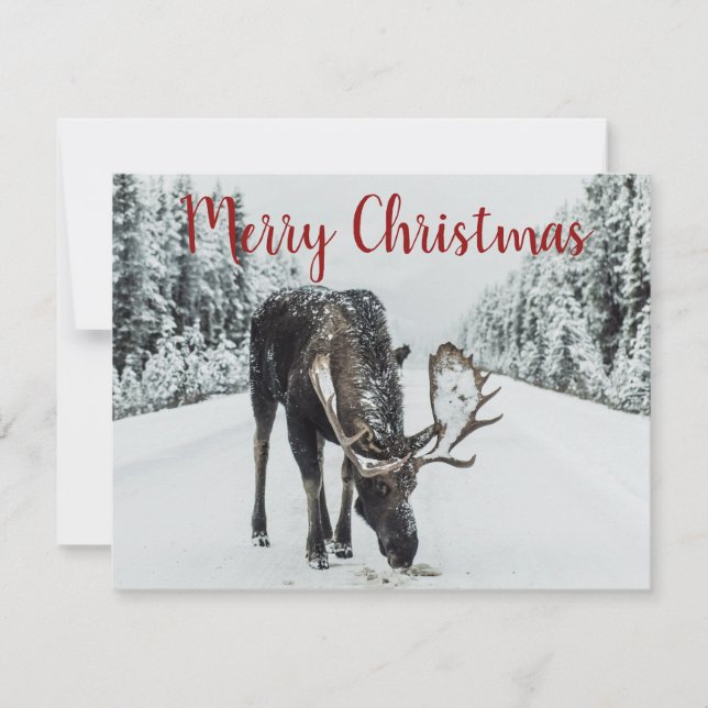 Moose In Winter Snow Holiday Card (Front)