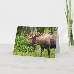 Moose   Kenai Peninsula, Alaska Card