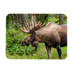 Moose Kenai Peninsula, Alaska Magnet