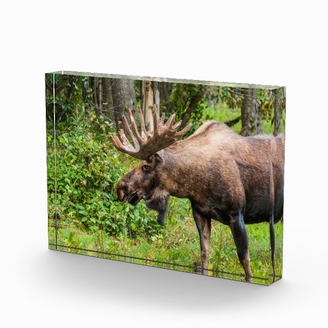 Moose | Kenai Peninsula, Alaska Photo Block (Right)