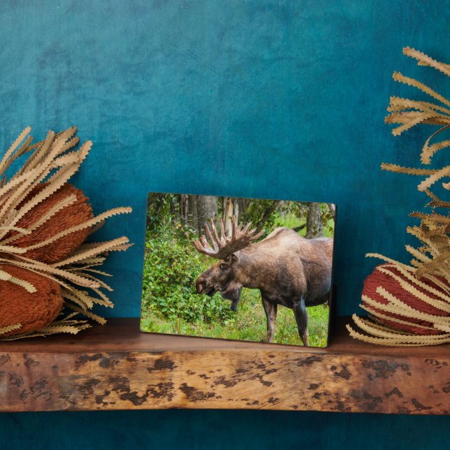 Moose | Kenai Peninsula, Alaska Plaque (Side)