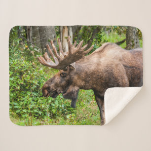 Moose   Kenai Peninsula, Alaska Sherpa Blanket