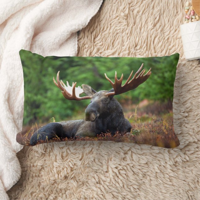 Moose  lumbar cushion (Blanket)