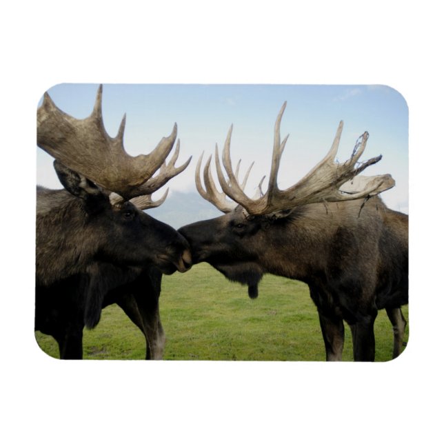 Moose Magnet (Horizontal)