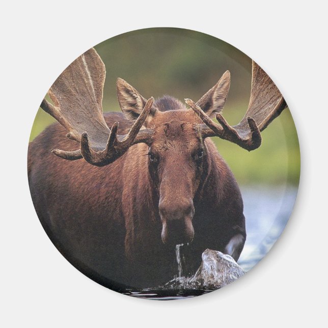 Moose Magnet (Front)