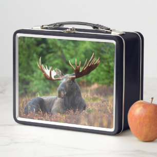 Moose Metal Lunch Box