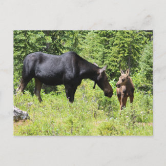 Moose Mum and Calf Postcard