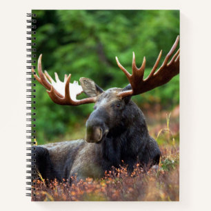 Moose Notebook