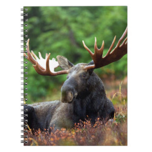 Moose Notebook