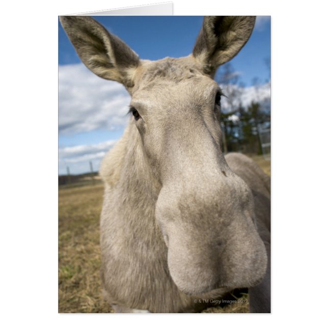 Moose on a field, Sweden. (Front)