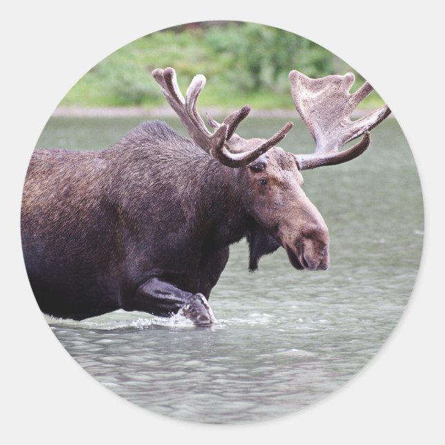 Moose on a Mission Classic Round Sticker (Front)