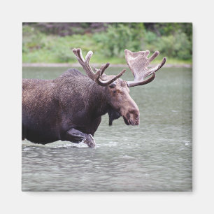 Moose on a Mission Magnet