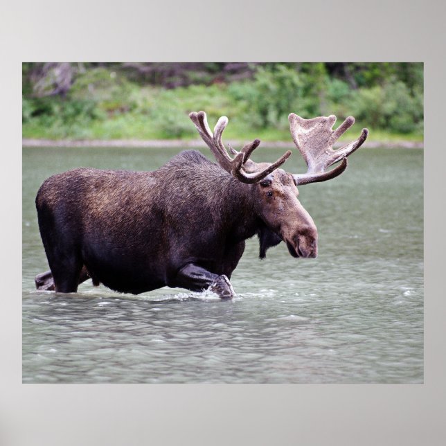 Moose on a Mission Poster (Front)