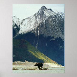 Moose on Medicine Lake Poster