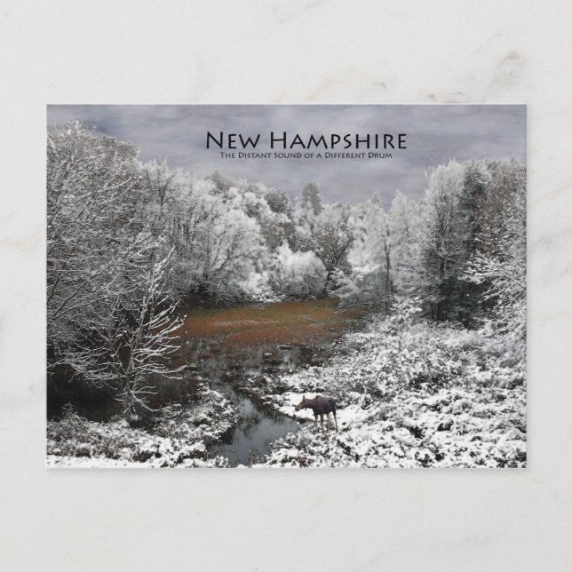 Moose on Snowy Oxbow: New Hampshire Postcard (Front)