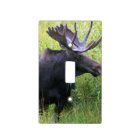 Moose photograph 1