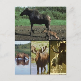 Moose Postcard