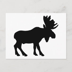 Moose Postcard