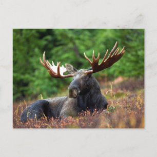 Moose Postcard