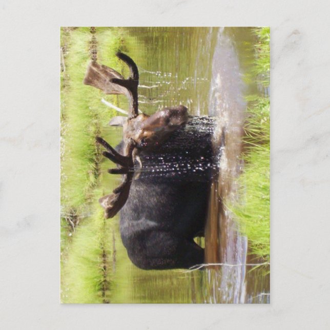 moose postcard (Front)