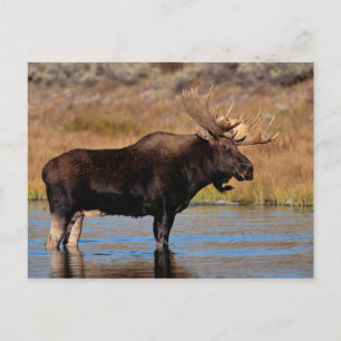 Moose Postcard