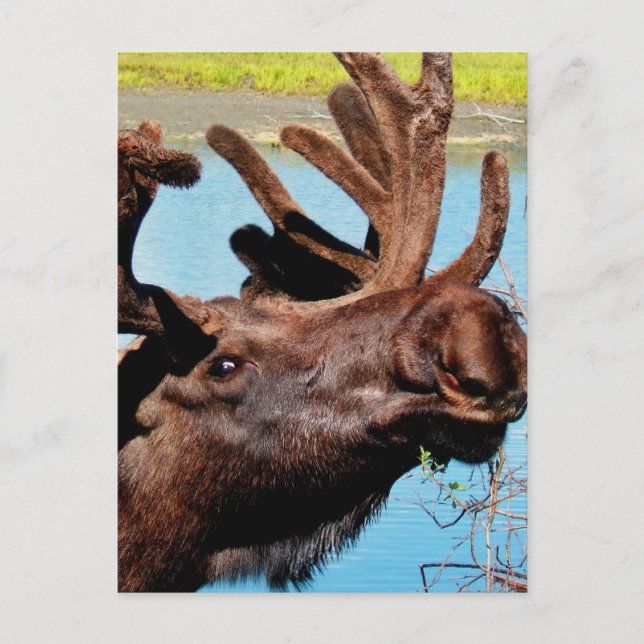 Moose Postcard (Front)