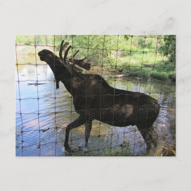 Moose Postcard (Front)