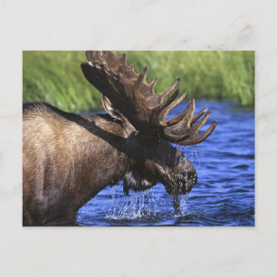 Moose Postcard