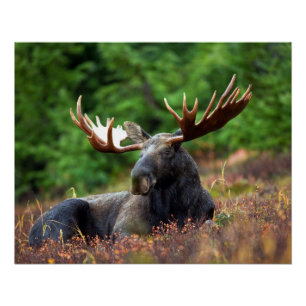 Moose Poster