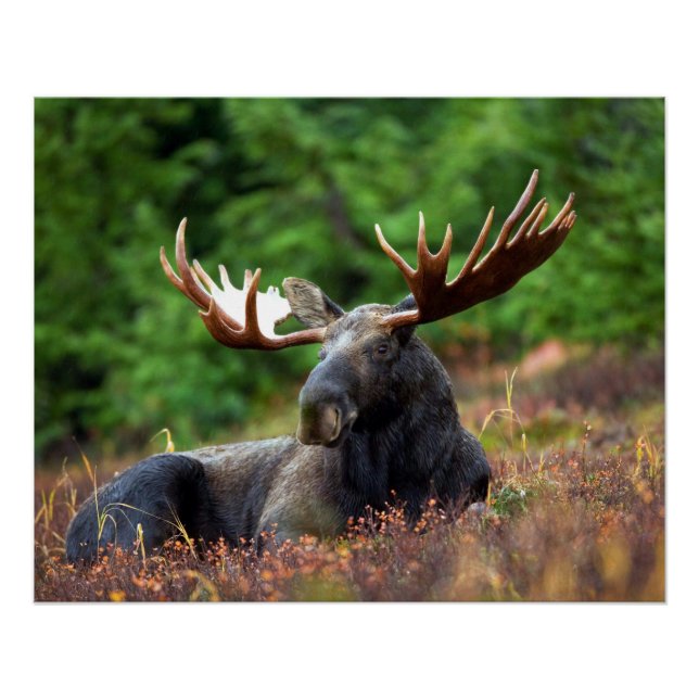 Moose Poster (Front)