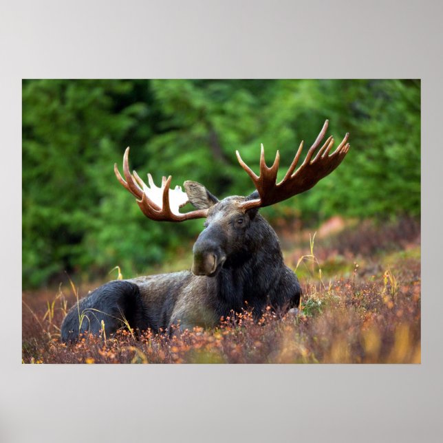 Moose Poster (Front)