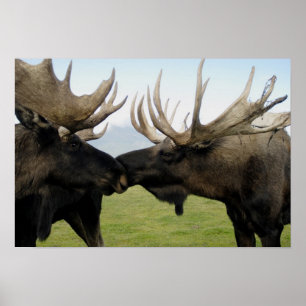 Moose Poster