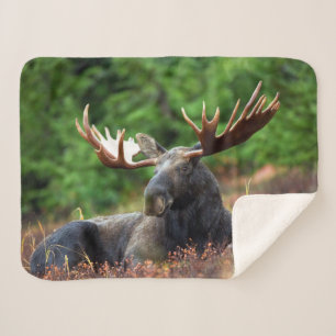 Moose Sherpa Blanket