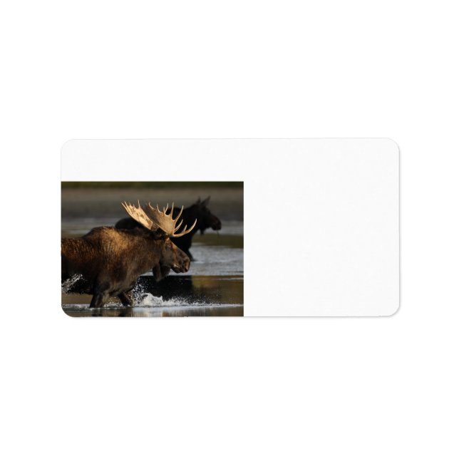 moose splashing in the water label (Front)