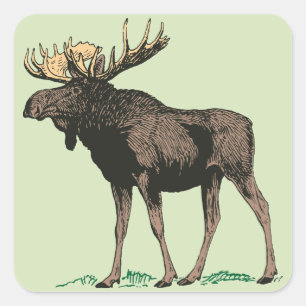 Moose Stickers