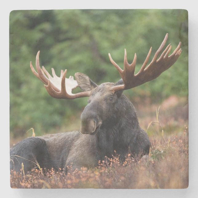 Moose Stone Coaster (Front)