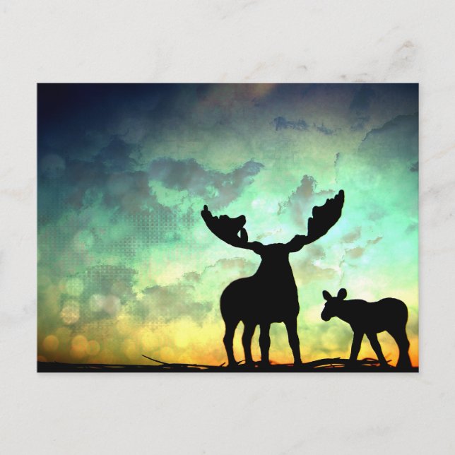 Moose Sunrise Postcard (Front)