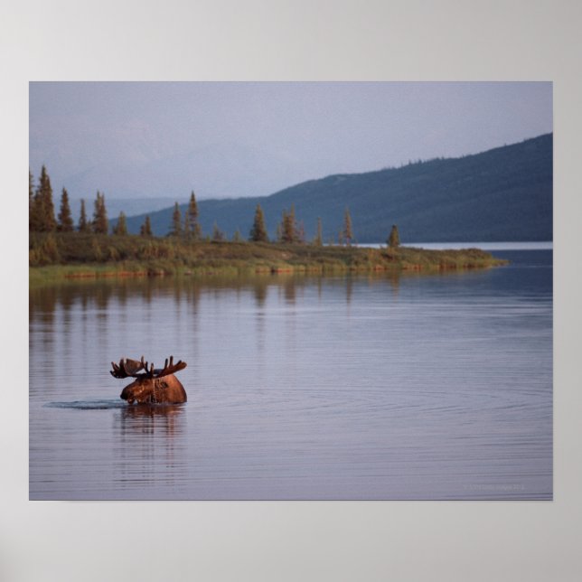 Moose Swimming in Lake Poster (Front)