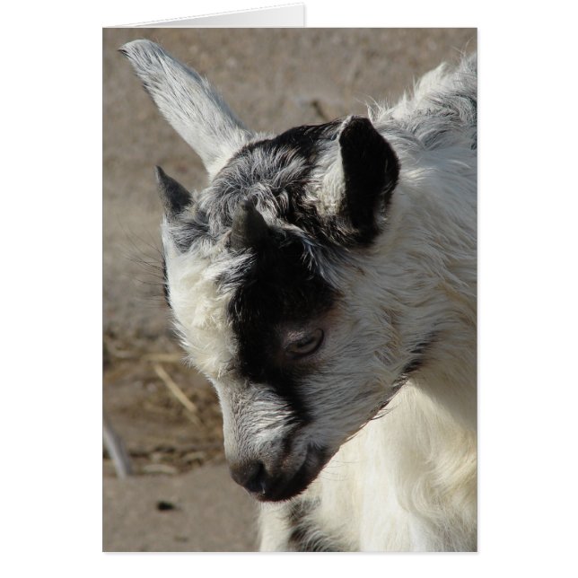 Moose the Goat Kid (Front)
