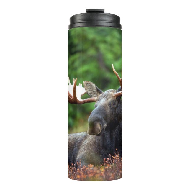 Moose Thermal Tumbler (Front)