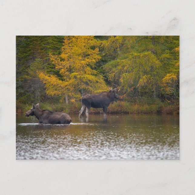 Moose Time Two Postcard (Front)