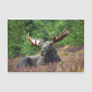 Moose Tissue Paper