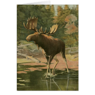 Moose Walking in Water