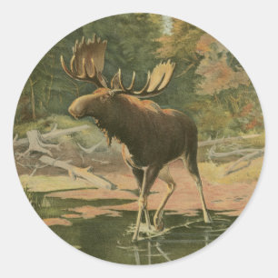 Moose Walking in Water Classic Round Sticker