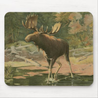 Moose Walking in Water